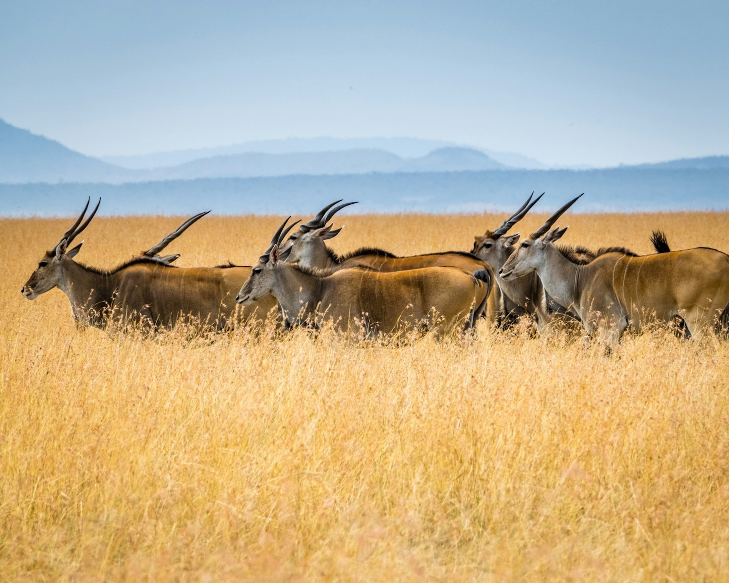 Top Tips for Planning Your Masai Mara Safari