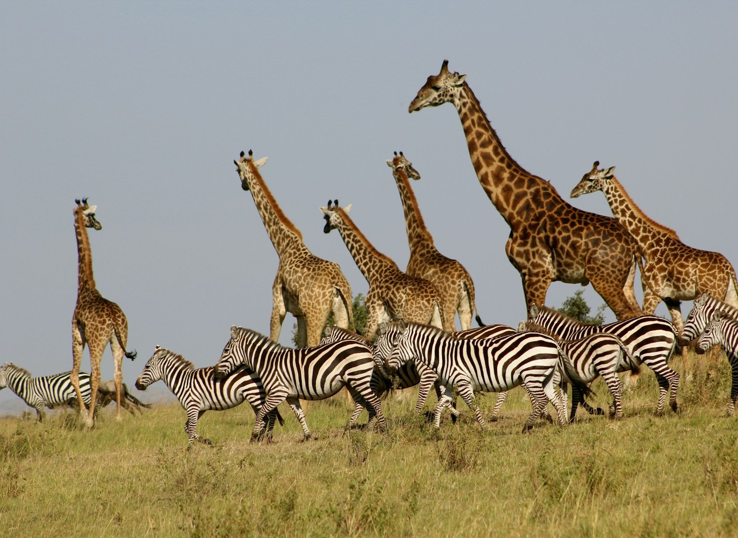 Exploring the Great Migration in Masai Mara