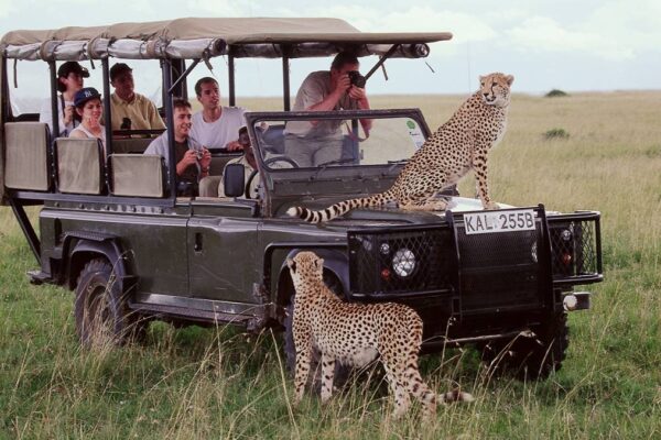 Masai mara experts